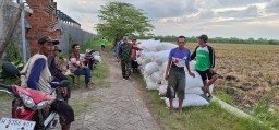 Panen Raya Bersama Babinsa, Kolaborasi Petani, Bulog, dan Pemerintah di Lahan 13 Hektare Desa Wonokasian