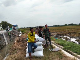 Babinsa Koramil 0816/12 Prambon Dampingi Panen Padi di Lahan 5 Hektare, Wujud Nyata Kepedulian terhadap Ketahanan Pangan