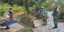 Sinergi TNI-Petani Pacu Panen Raya dan Serapan Bulog di Putat Sidoarjo