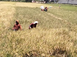Kebersamaan di Sawah Prasung, TNI Jadi Sahabat Petani Saat Panen Raya