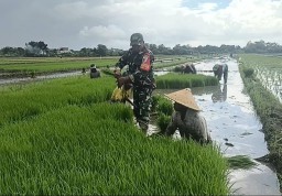 Babinsa Serka Sukaryono Turun ke Sawah, 7 Hektare Lahan Digarap Bersama Petani