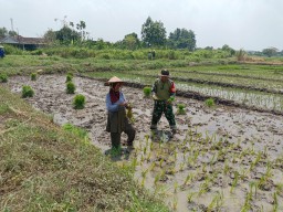 Sinergi TNI dan Petani: Babinsa Serka Sukaryono Dampingi Kelompok Tani Sri Sedono 2