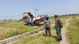 Babinsa Koramil 0816/14 Taman Dampingi Petani Panen Padi di Desa Tanjungsari, Hasil Belum Maksimal Akibat Serangan Hama