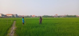 Babinsa Taman Dampingi Gapoktan Anugrah Jaga Ketahanan Pangan