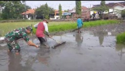 Babinsa Gedangan Dampingi Poktan Tani Jaya Desa Tebel: Wujud Nyata Sinergi TNI dan Petani dalam Ketahanan Pangan Nasional