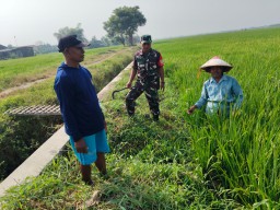 Babinsa Kedungcangkring Dampingi Petani, Sinergi TNI dan Gapoktan untuk Sawah Subur dan Panen Melimpah