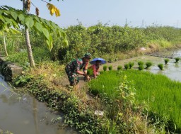 Babinsa Koramil 0816/09 Krian Dampingi Poktan Mijil Makmur