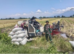 Babinsa Koramil 0816/05 Tulangan Dampingi Panen Raya di Sudimoro, Perkuat Ketahanan Pangan dan Semangat Kebersamaan Petani