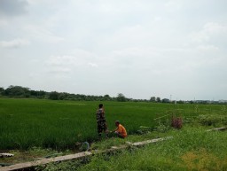 Babinsa Koramil 0816/14 Taman Bersama Petani Desa Gilang Bersihkan Gulma, Dorong Pertumbuhan Padi Lebih Optimal