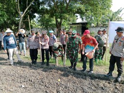Forkopimka Krembung Kompak Tanam Jagung Dukung Swasembada Pangan