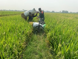 Dukung Ketahanan Pangan, Babinsa Taman Dampingi Petani Sambi Bulu Panen Padi Ciherang