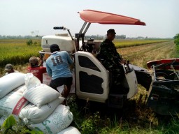Peltu Suharto Dampingi Petani Panen padi di Desa Keret