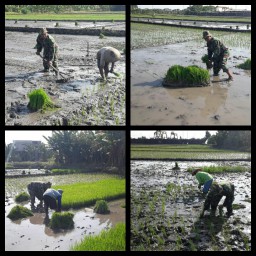 BATUUD KORAMIL 0816/16 WARU MELAKSANAKAN PENDAMPINGAN TANAM PADI DI SAWAH DESA MEDAENG KEC WARU