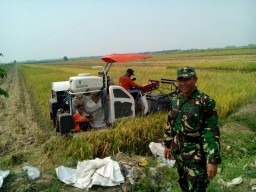 Danramil07 Pantau harga GKP di Desa Balong Garut Kec. Krembung