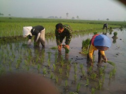 Babinsa Jalin Keakraban Dengan Petani di Desa Binaanya