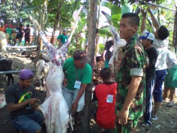 Serka Sri Irmawanto Ikuti Penyembelihan Hewan Qurban di Desa Keper.