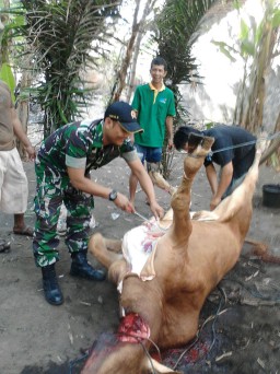 Koramil 0816/ 12 Prambon mengerahkan personel Babinsanya diseluruh wilayah binaannya
