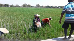 BABINSA TURUN KE SAWAH BERSAMA PETANI DALAM PEMUPUKAN TANAMAN PADI