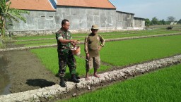Babinsa Koramil 0816/17 mendampingi Petani di Sawah