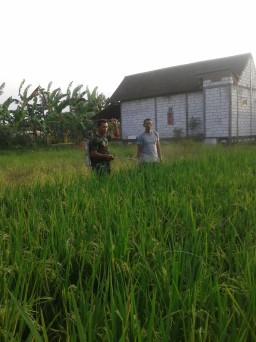 Babinsa Koramil 0816/17 Gedangan memberikan penyuluhan kepada Petani