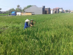 Babinsa Koramil 0816/17 semangat membantu petani
