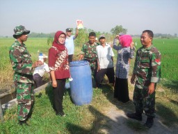 Antisipasi OPT, Babinsa Koramil Sidoarjo kota Turun Sawah