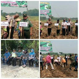 Gerakan tanam kedelai PATK perluasan areal tanam kedelai sistim tumpang sari di lahan tanaman tebu tahun 2017