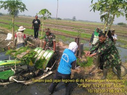 Anggota Ramil07 Melaksanakan Tanam Padi Jajar Legowo Bersama Petani