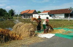 Babinsa Tanggulangin Bantu Petani Waktu Panen Padi di Musim Hujan.