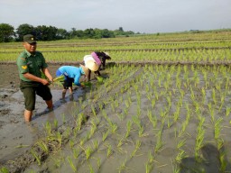 Babinsa lebo membantu petani tanam padi wujudkan ketahanan pangan