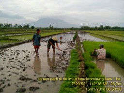 Babinsa Ramil 07/Krembung Laksanakan Pendampingan Tanam Padi di Desa Lemujud