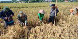 Koramil 0816/10 Balongbendo telah melaksanakan kegiatan SSP Pengubinan Padi Bersama Mantri pertanian