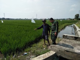 BABINSA DESA ENTALSEWU SERDA SARJONO SETIA DAMPINGI KELOMPOK TANI TANAM PADI