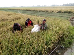 Anggota Koramil 0816/10 Balongbendo laksanakan kegiatan SSP Pengubinan Padi di desa Wonokupang Kec. Balongbendo