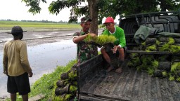 Babinsa Prasung bantu para petani laksanakan tanam padi dengan sistem jajar legowo