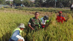 Mandiri di Bidang Ketahanan Pangan SSP di Desa Sidokepung