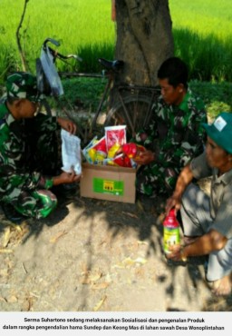 PENGENDALIAN HAMA SUNDEP DAN KEONG MAS DI LAHAN SAWAH DESA WONOPLINTAHAN KEC. PRAMBON.