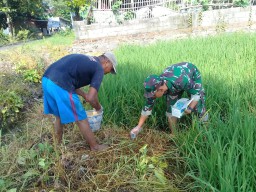 BABINSA Ramil 0816/05 Tulangan Bantu Petani Warga Binaannya