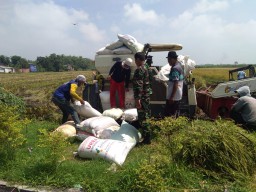 Babinsa Koramil 0816/05 Tulangan Dampingi Gapoktan Tani Jaya Panen Padi Desa Pangkemiri.