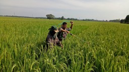 KORAMIL 0816/11 MELAKSANAKAN KEGIATAN PENANGGULANGAN HAMA WERENG