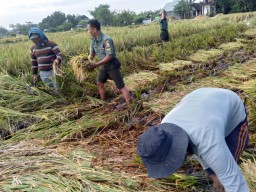 UPAYA KHUSUS BABINSA BERSAMA PETANI PANEN PADI DI WILAYAH DESA BINAAN