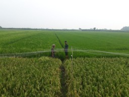 Babinsa 05 dampingi petani menggarap sawah di Desa Kemantren wilayah binaannya