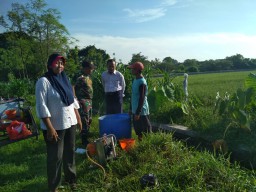 BABINSA KORAMIL 0816/10 BALONGBENDO SERKA SUDARMONO MELAKSANAKAN KEGIATAN PENYEMPROTAN HAMA WERENG