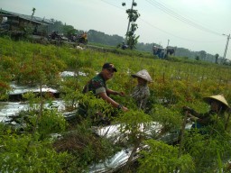 Babinsa Kopda Arif melaksanakan kegiatan komsos dengan petani cabai