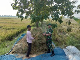 Babinsa Koramil 11 Tarik ikut panen di wilayah binaannya