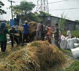 Babinsa Koramil 0816/10 Balongbendo Serda Sarko melaksanakan kegiatan panen padi