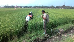Babinsa 05 Dampingi Petani Penyemprotan Hama Wereng Di Desa Grabagan Wilayah Binaannya.