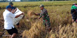 Babinsa Koramil 0816/10 Balongbendo Serka Sudarmono melaksanakan kegiatan panen padi