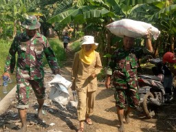 Danramil 0816/17 Dan Camat Gedangan Dampingi Petani Laksanakan Ubinan