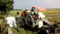 Babinsa Ramil 0816/05 Tulangan Panen Bersama Petani